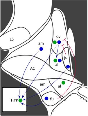 Chronic stress-induced synaptic changes to corticotropin-releasing factor-signaling in the bed nucleus of the stria terminalis